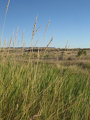 Thunderbasin Grasslands