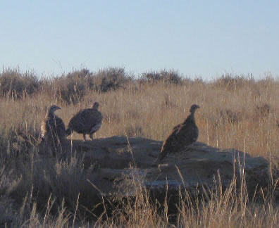 Sage Grouse, Wyoming