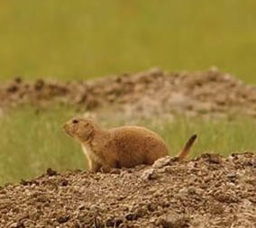 Prairie Dog, Wyoming