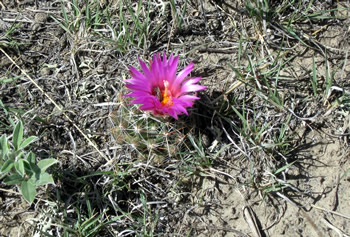 Wyoming Cactus Bloom