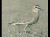 Mountain Plover